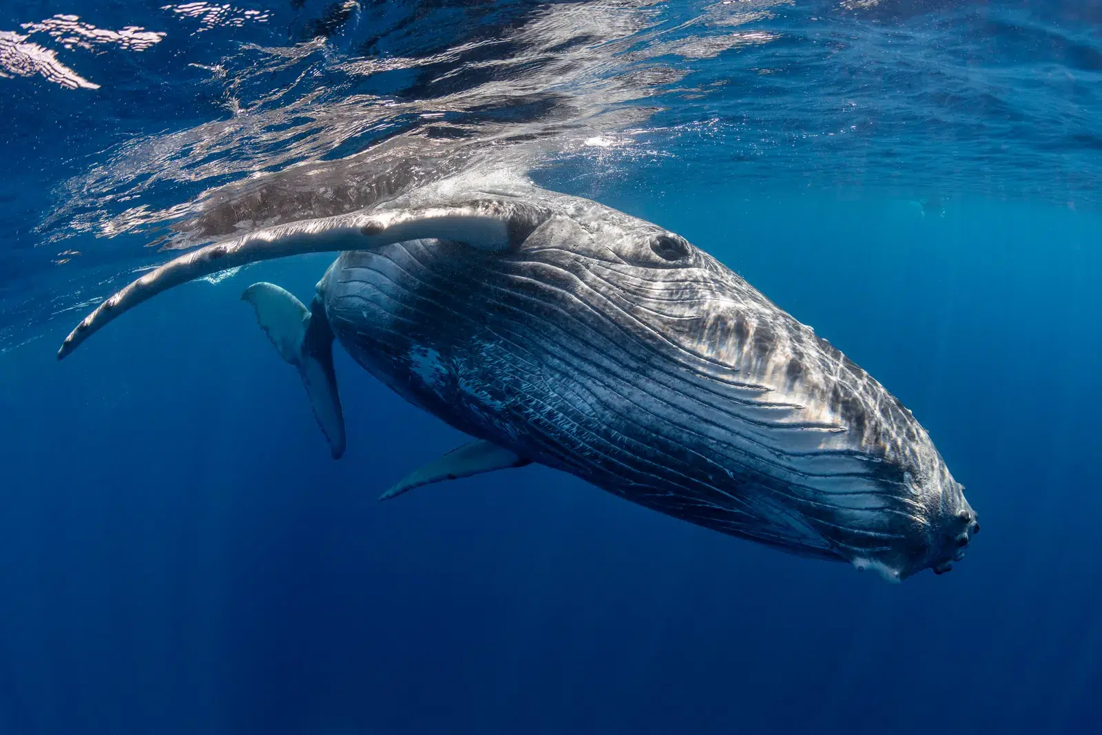 Guerra e oceanos em risco: o impacto invisível do conflito sobre as baleias do estreito de Ormuz. Foto: Wired.