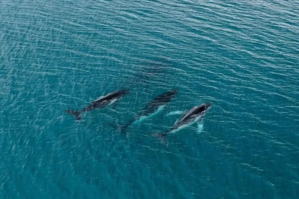 Humpback whales break migration record with journeys over 14,000 kilometers between Brazil and Australia