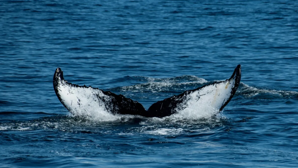 Two humpback whales set a migration record: they traveled over 14,000 km between Brazil and Australia