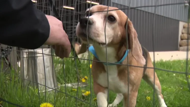 Rescate masivo en Estados Unidos: 1.500 beagles liberados de un centro de investigación de Wisconsin