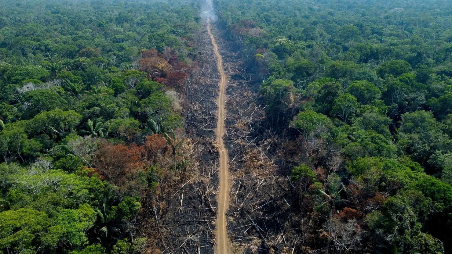 Concerning: South America loses 41 million hectares of forests in a decade, according to a UN report