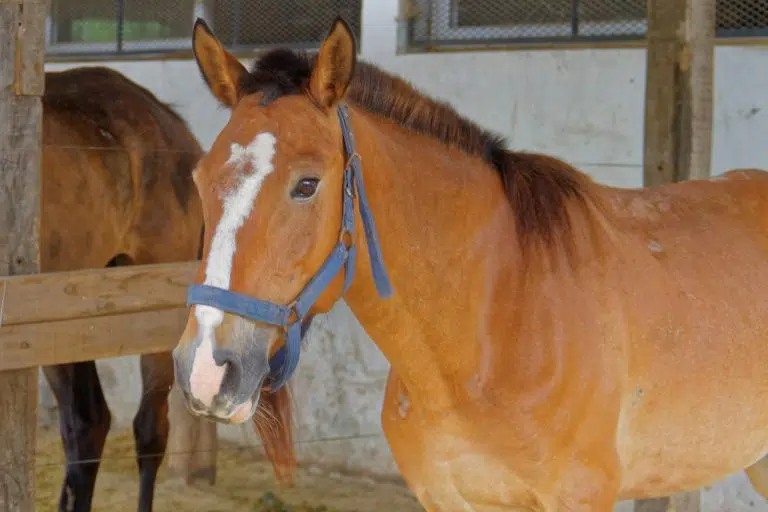 De la calle a la conservación: caballos rescatados se convierten en custodios de Parques Nacionales de Argentina