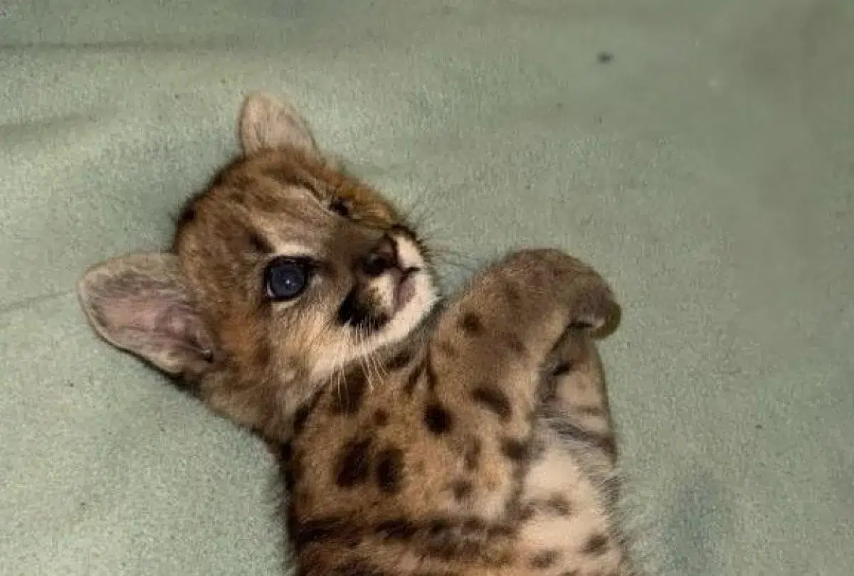jeune puma