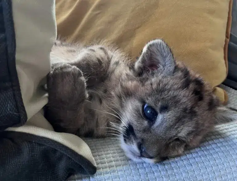 Un cachorro de puma rescatado en la Ruta 40 fue trasladado a un centro especializado en Río Negro