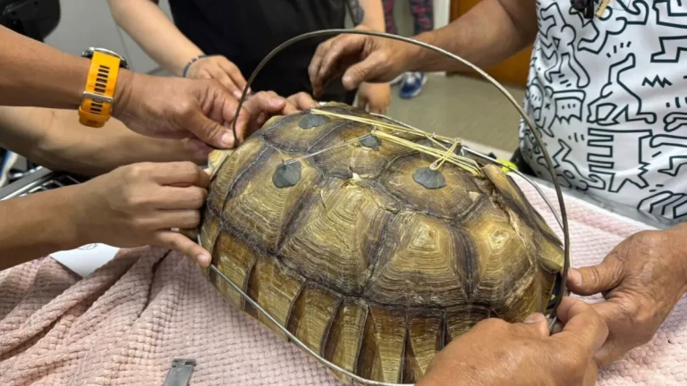 Ingenio veterinario en Filipinas: reconstruyen el caparazón de una tortuga atropellada con cables y acrílico dental