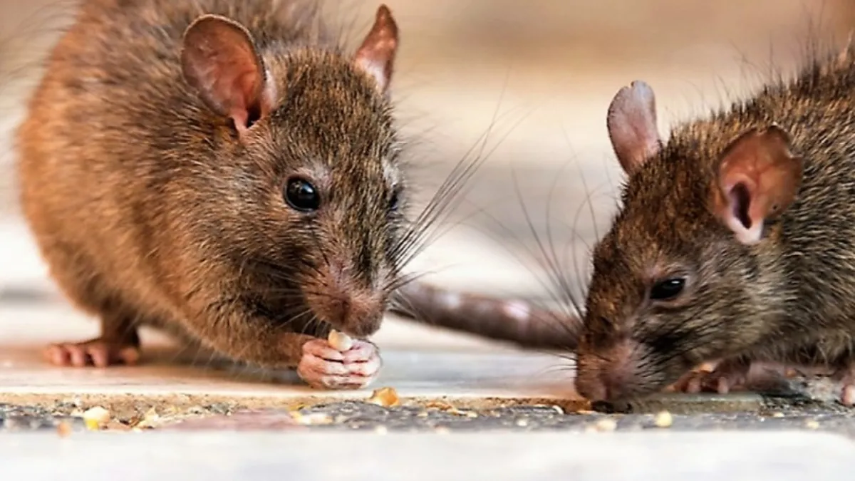 National Epidemiological Update: Increase in Leptospirosis and Respiratory Virus Cases in Argentina
