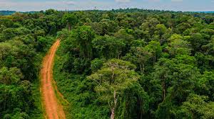 Misiones refuerza el control sobre las especies nativas para proteger la biodiversidad de la Selva Paranaense. Foto: Canal Doce Misiones.