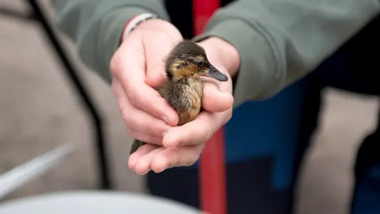 Crías huérfanas silvestres: cómo Fundación Temaikèn logra devolverlas a la naturaleza sin perder su instinto