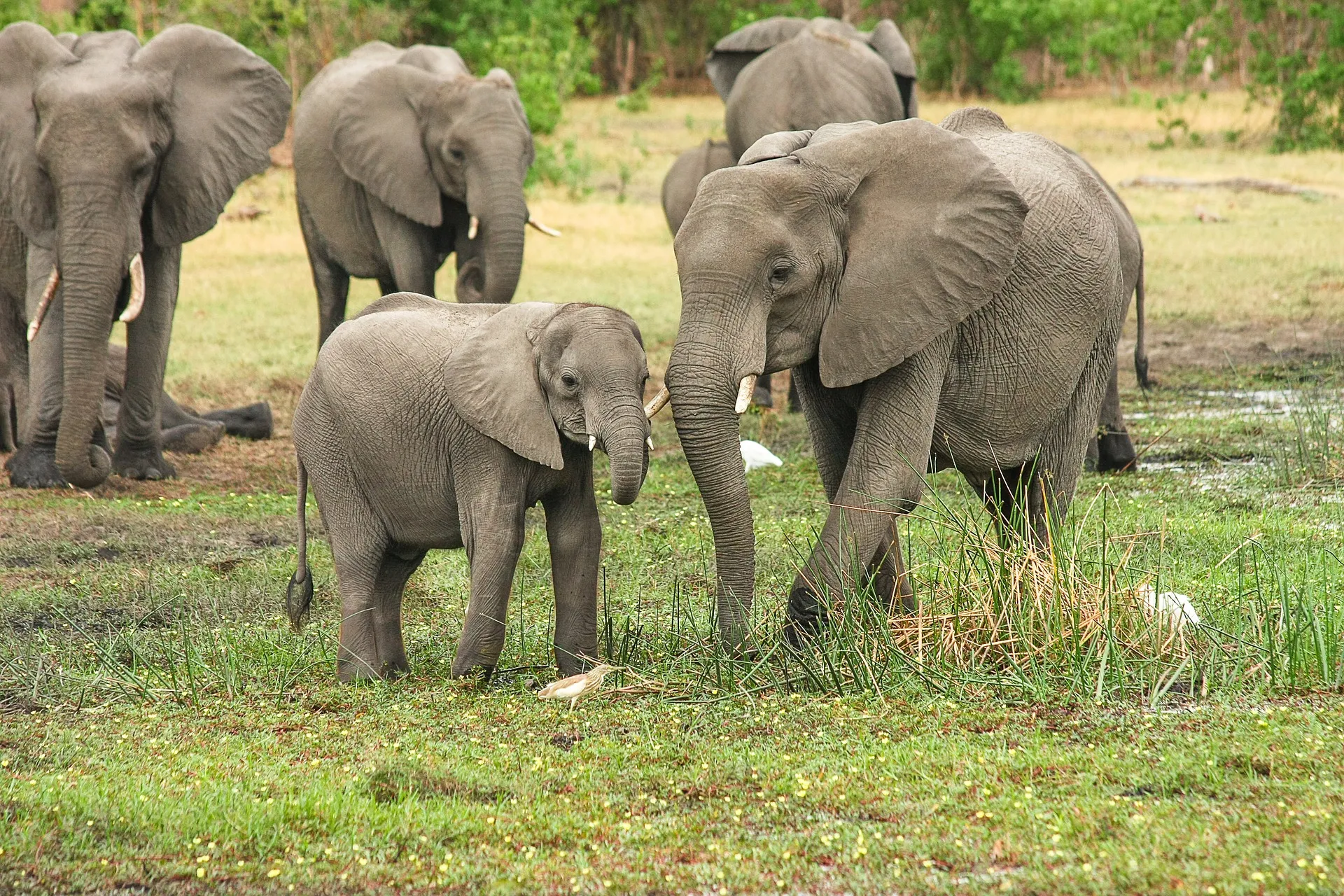 African forest elephant: a species that stands as a climate hero protecting jungles and capturing carbon