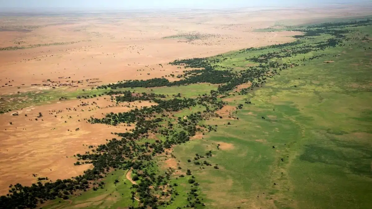 The Great Green Wall aims to halt the Sahara’s advance: eleven African countries unite to stop desertification