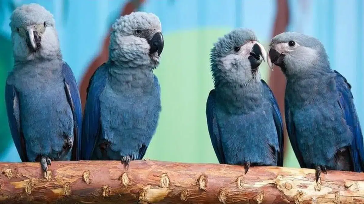 Brazil rescues 69 blue macaws: species extinct in the wild and cultural symbol of the Caatinga