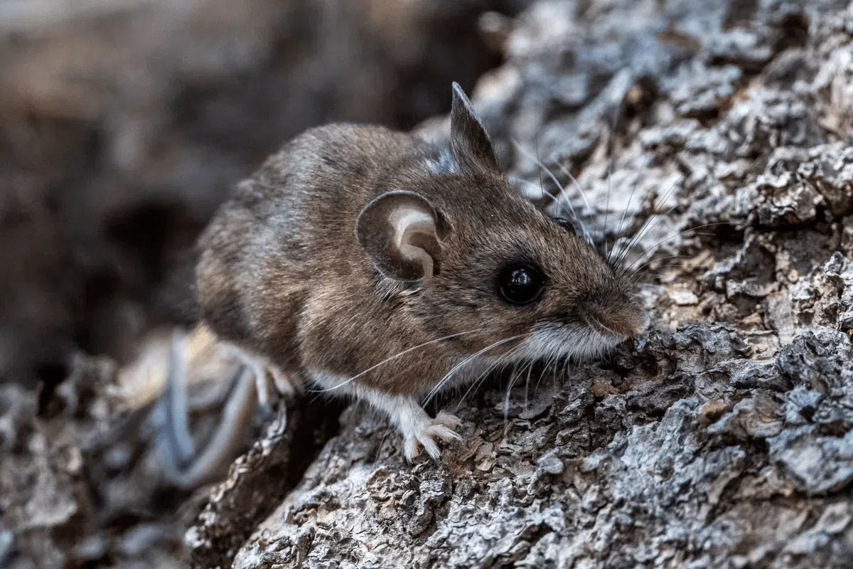 hantavirus