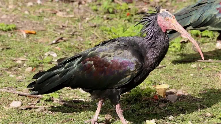 Rescatan en España un ejemplar de ibis eremita: una de las aves más raras y amenazadas del planeta