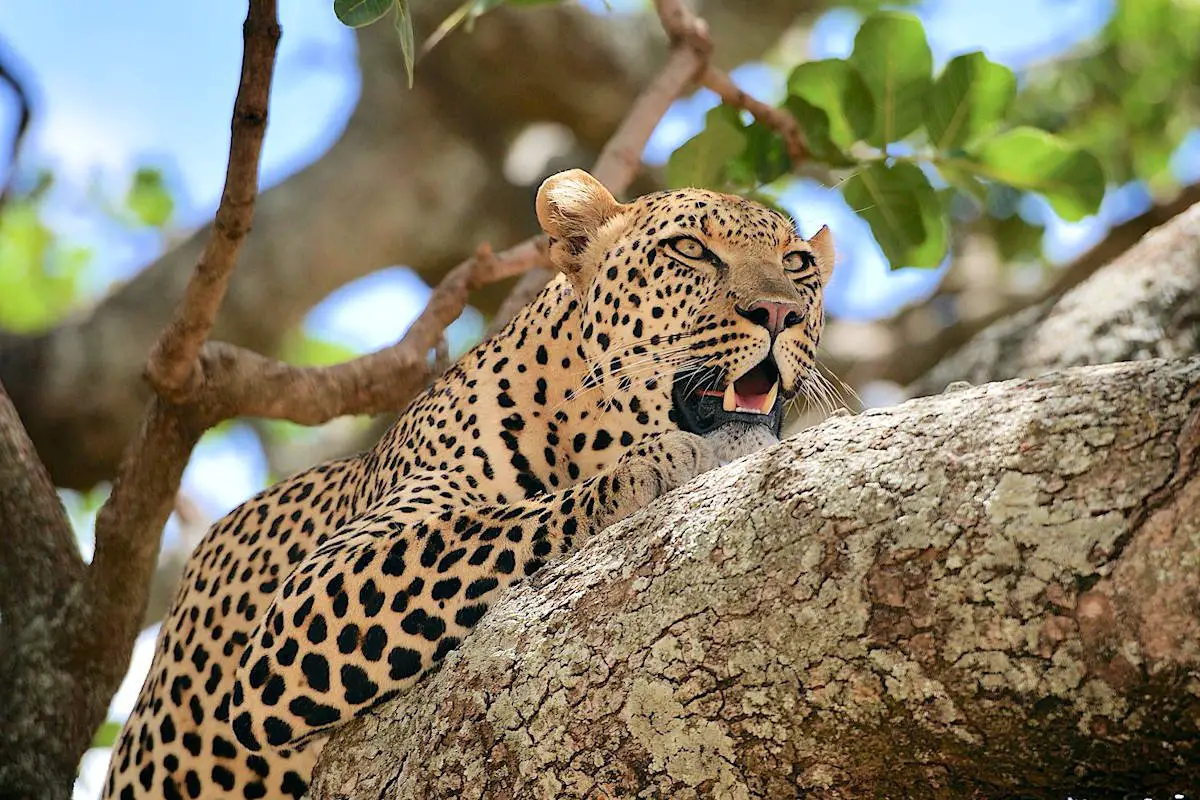 The Atlas leopard endures among mountains and legends as concerns grow over its disappearance in Morocco