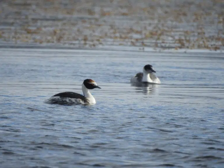 El macá tobiano nidifica nuevamente en el Parque Nacional Patagonia en Santa Cruz tras una década de ausencia