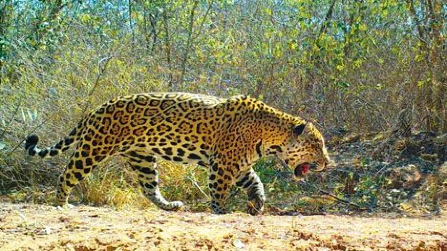 A scientific and collaborative effort: Paraguay updates its Red List of mammals after 10 years and the jaguar remains endangered
