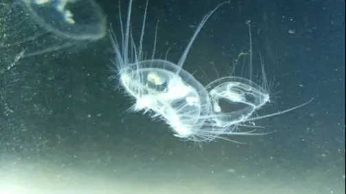 Eine invasive Qualle breitet sich in den patagonischen Seen aus und die Besorgnis über ihre Umweltauswirkungen in Río Negro wächst. Foto: Il Piccolo.