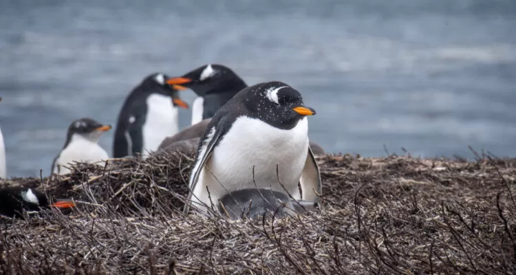 Une découverte historique aux îles Kerguelen : des scientifiques chiliens découvrent une nouvelle espèce de manchot. Photo : BioBio Chile.