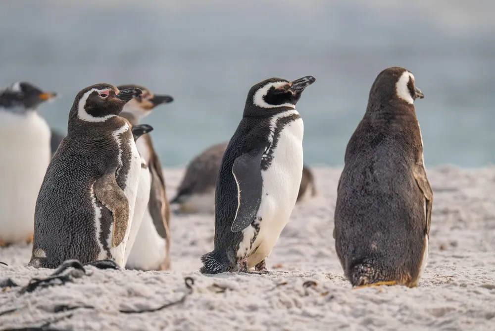 Une découverte historique aux îles Kerguelen : des scientifiques chiliens découvrent une nouvelle espèce de manchot. Photo : La Hora.