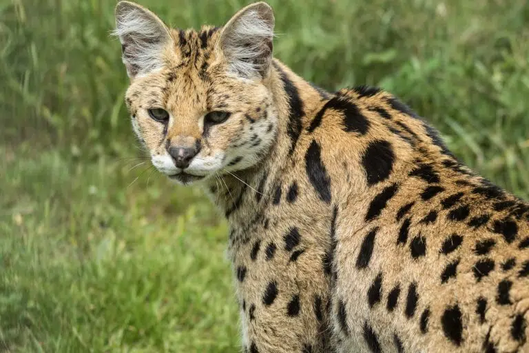 Una ocelote en Estados Unidos alcanzó los 27 años y se convirtió en la más longeva bajo cuidado humano