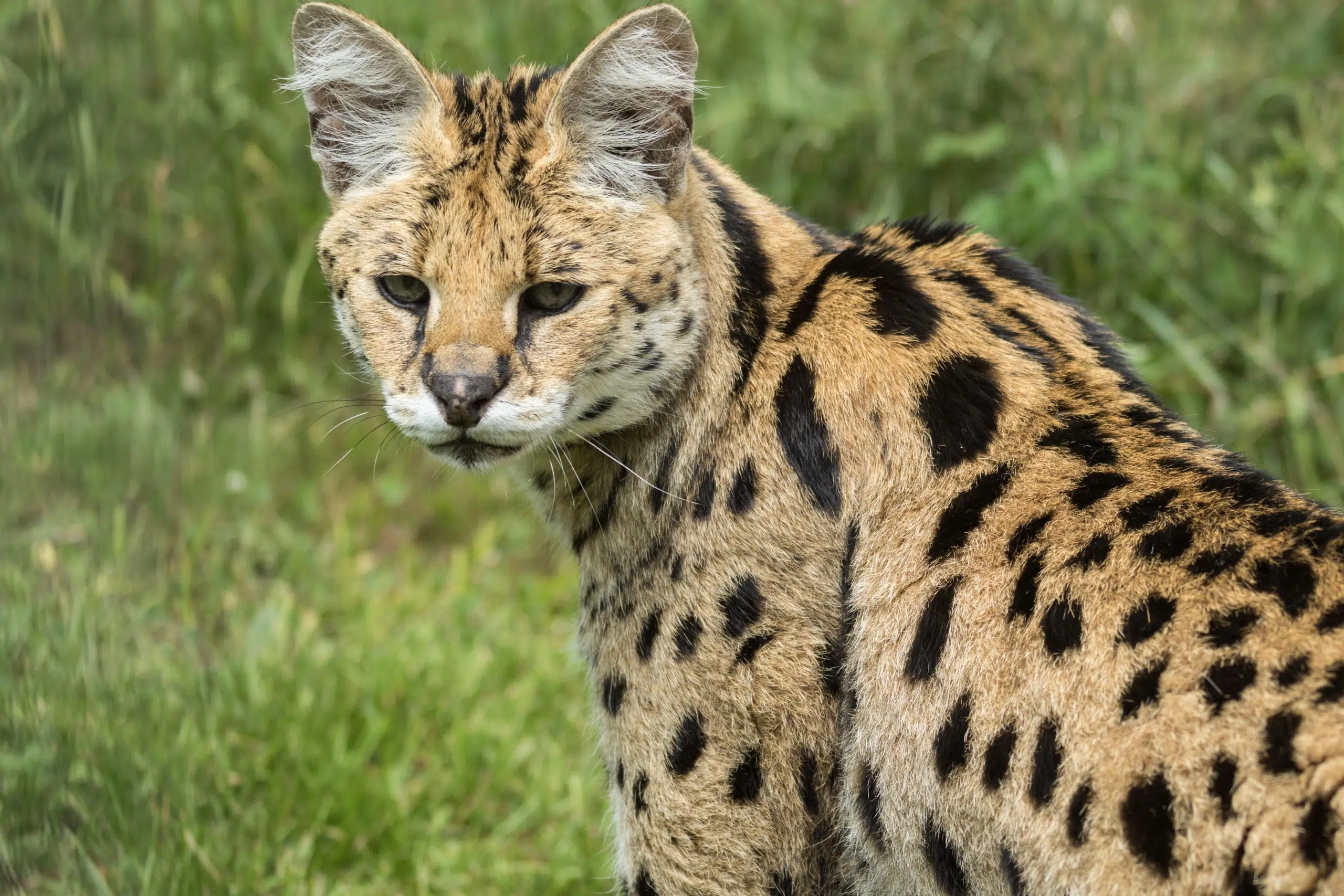 An ocelot in the United States reached 27 years and became the longest-lived under human care