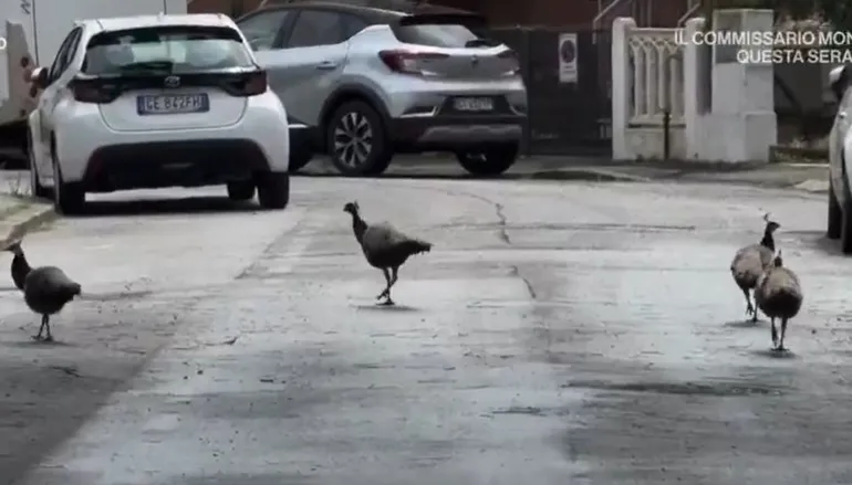 The peacock invasion generates neighborhood conflicts and reopens the debate on urban wildlife in Italy. Photo: LM Neuquén. 