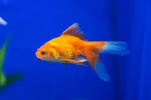 Peces dorados: una mascota doméstica que puede transformarse en una especie invasora para los ecosistemas. Foto: Universidad Complutense de Madrid. 