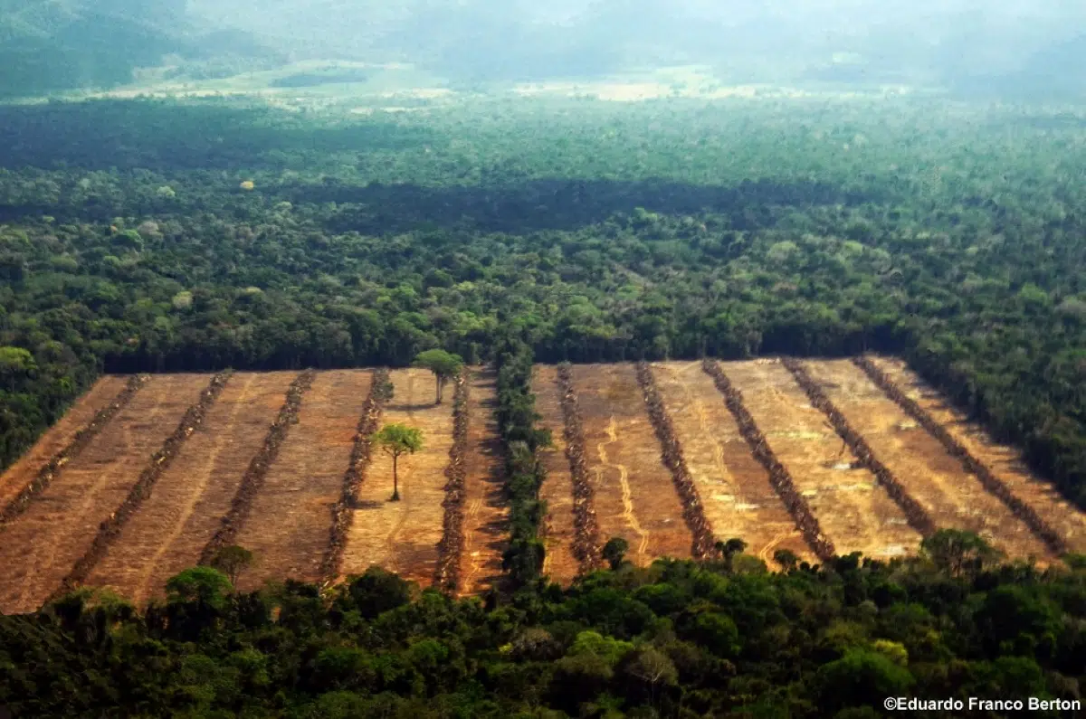 Latin America reduces forest loss, but Bolivia remains the second most affected country worldwide