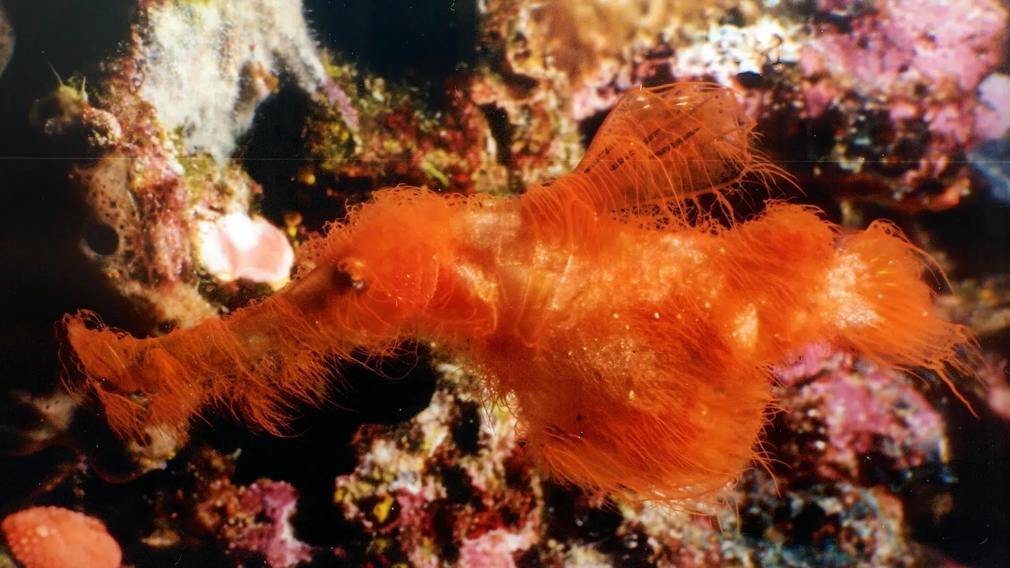 Solenostomus snuffleupagus: the ghost fish that camouflages as seaweed in the Great Barrier Reef