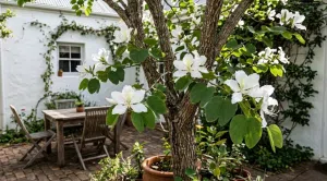 Pezuña de vaca: el árbol pequeño que conquista jardines urbanos y fortalece la biodiversidad en las ciudades argentinas. Foto: TN.