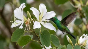 Pezuña de vaca: el árbol pequeño que conquista jardines urbanos y fortalece la biodiversidad en las ciudades argentinas. Foto: TN.