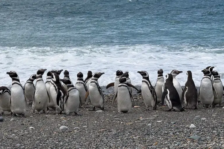 Pingüinos de Magallanes en Cabo Vírgenes: viajes de 120 km, mitos de fidelidad y el impacto del cambio climático