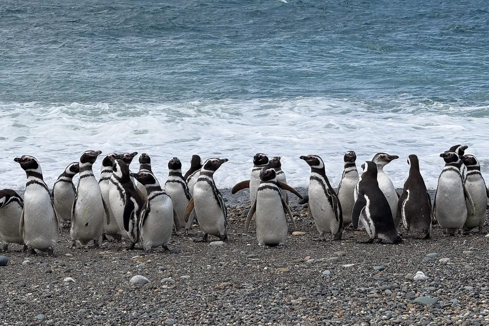 Magellanic Penguins at Cape Virgenes: 120 km journeys, myths of fidelity, and the impact of climate change