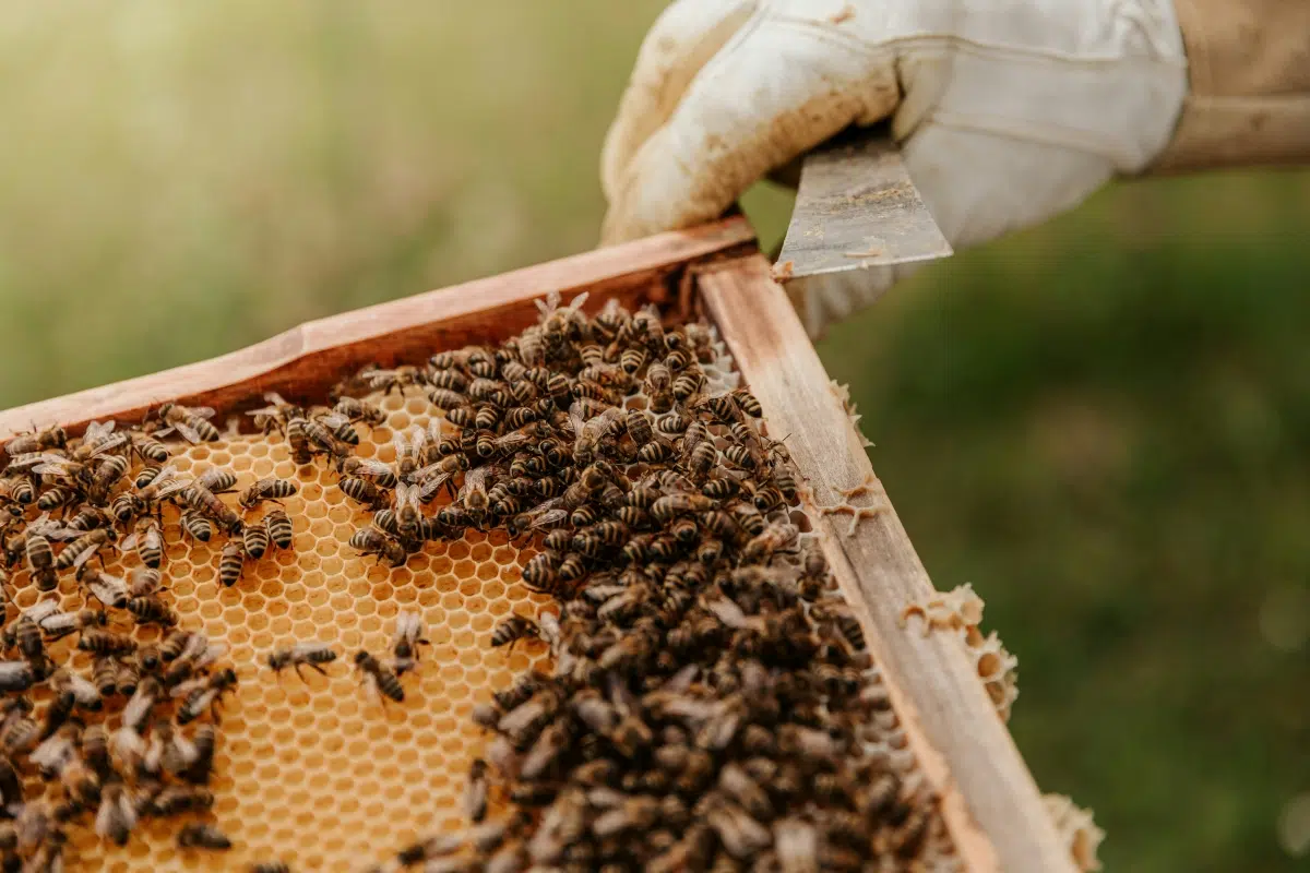 Santa Fe promotes a law to protect bees and strengthen biodiversity in ecosystems