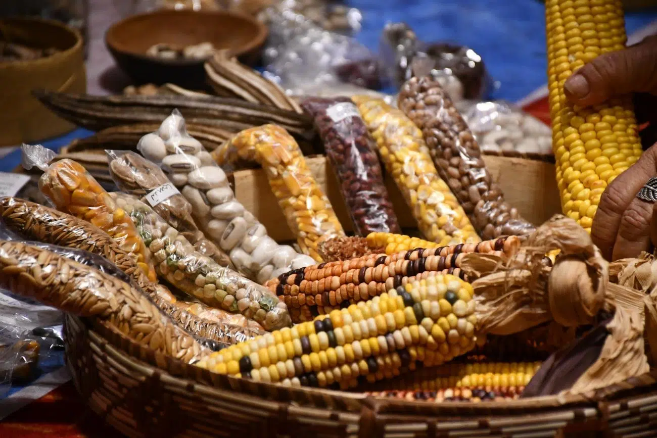 Roots Project in Argentina, Bolivia, and Brazil: small producers strengthen Andean crops in Salta and Jujuy