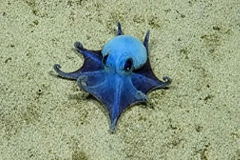 Microeledone galapagensis: cómo es el pulpo azul descubierto en las profundidades de las islas Galápagos