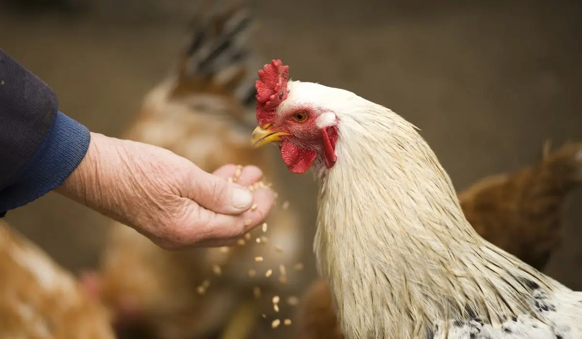 respeto a las gallinas