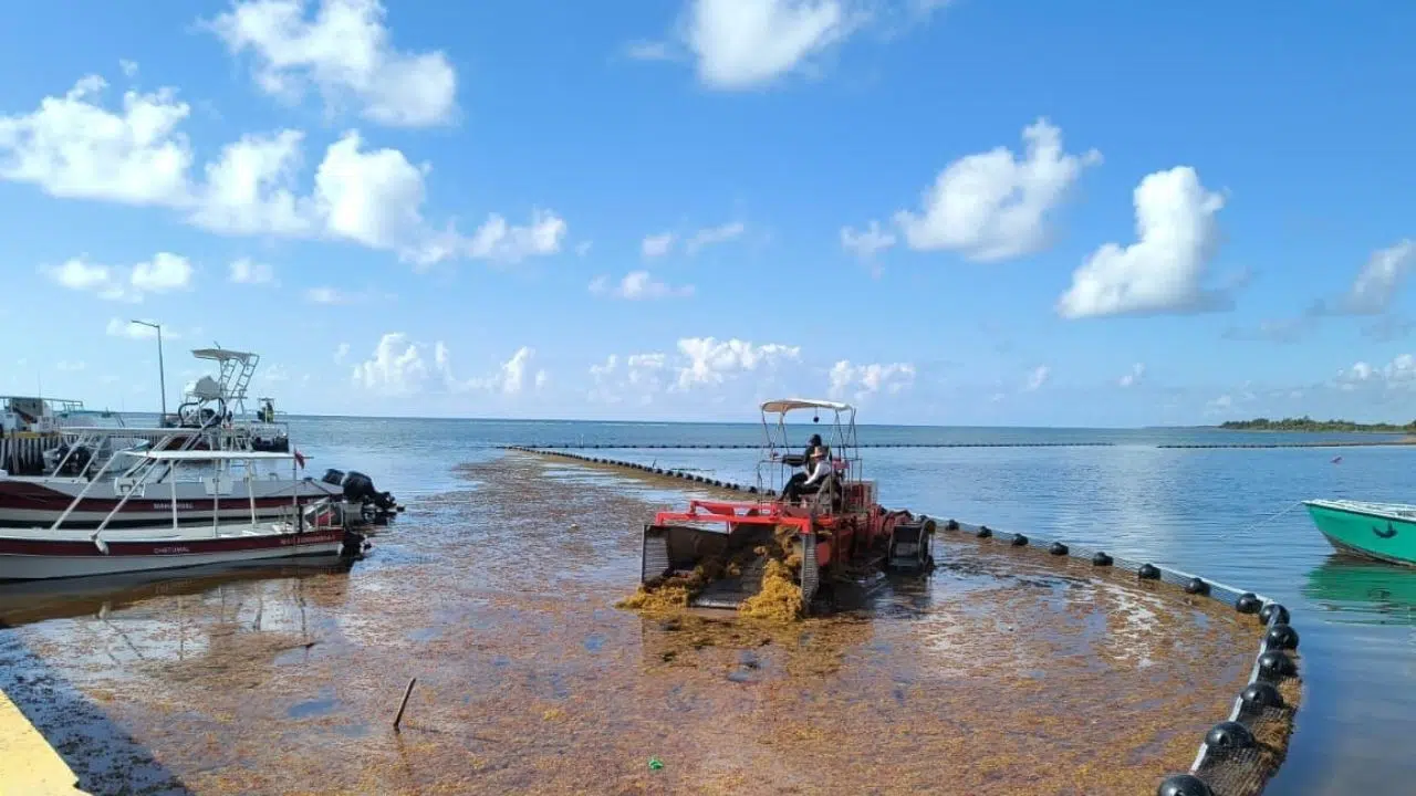 The Mexican Navy collects more than 39 thousand tons of sargassum in Quintana Roo and strengthens the comprehensive care strategy