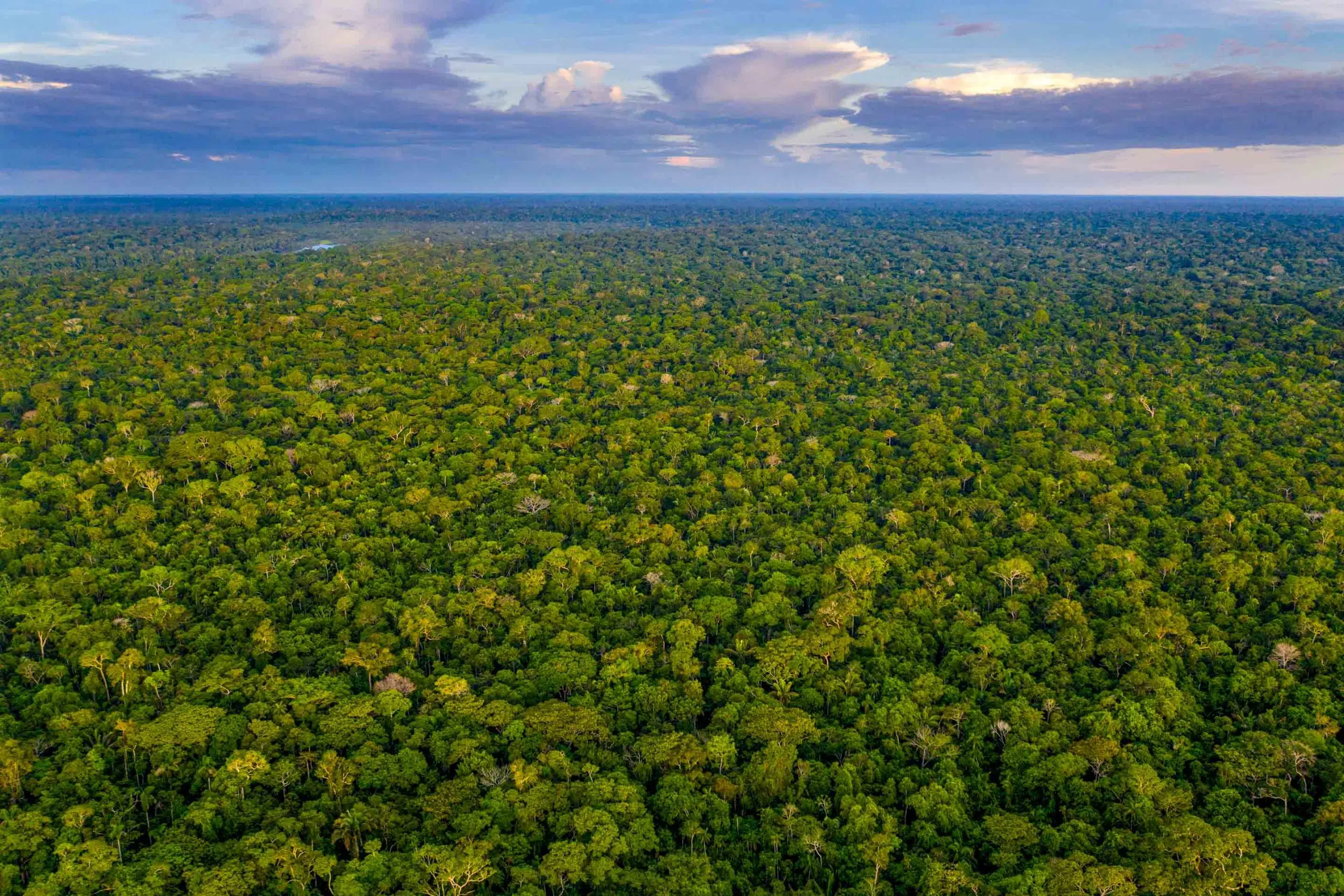 Tropical rainforests on the brink of collapse: mining, biofuels, and livestock driving a point of no return