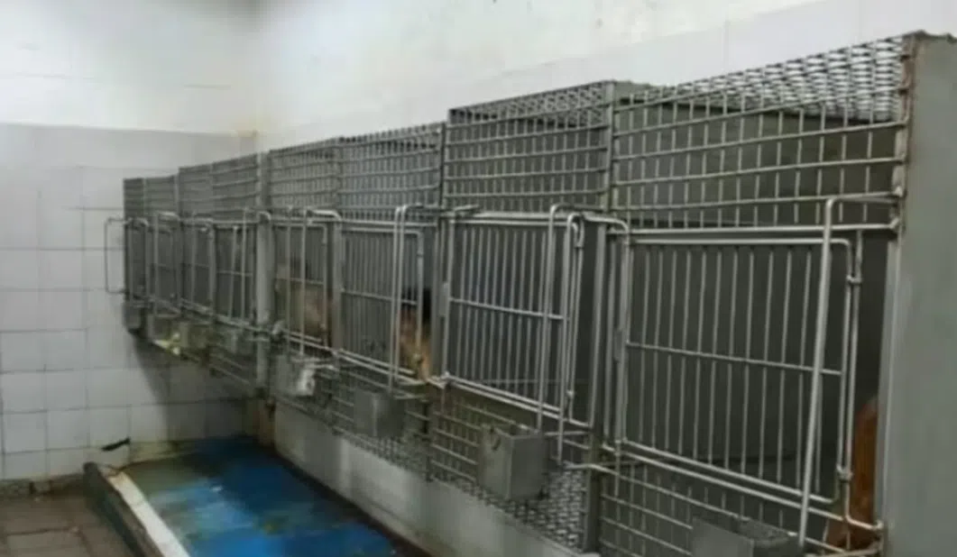 Environmental concern grows for the seven macaques still confined in a Buenos Aires basement