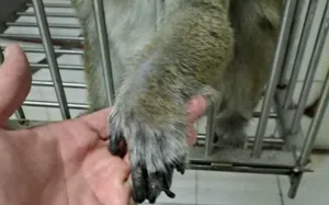 Crece la preocupación ambiental por los siete macacos que siguen confinados en un subsuelo de Buenos Aires. Foto: Infobae. 