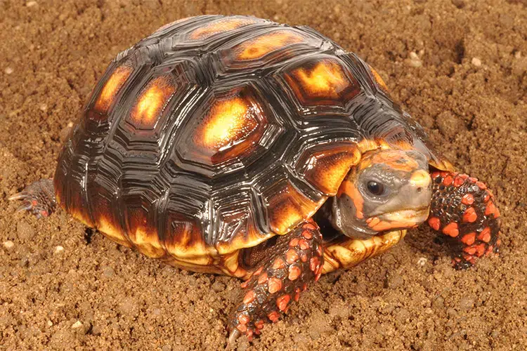 Tierhandel in Formosa: Gendarmerie rettet eine Rotfuß-Landschildkröte, die in einem Metalltopf transportiert wurde. Foto: HabiStat.