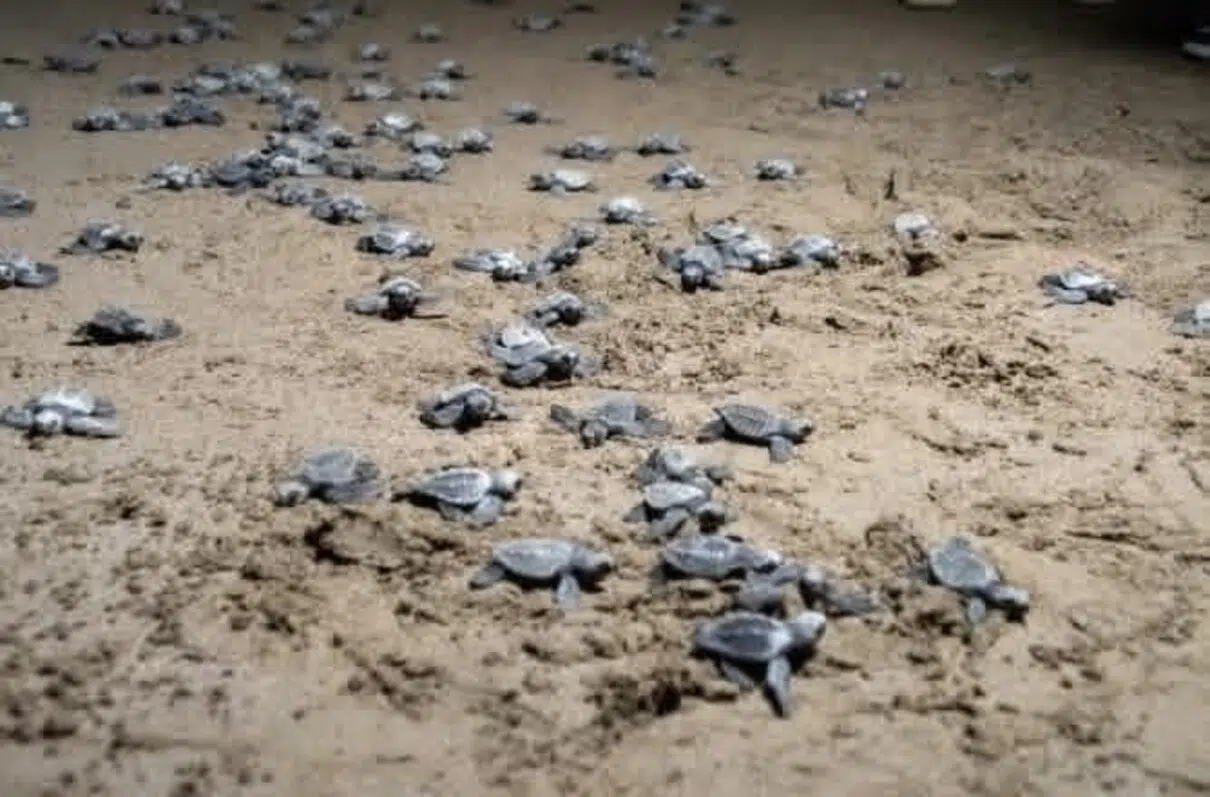 National Conservation Campaign: Over 440,000 Endangered Sea Turtles Return to the Sea on Nicaragua’s Coasts