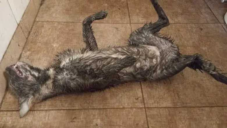 Maltrato animal: imputaron a un joven por torturar y matar al menos 16 gatos en la Ciudad de Buenos Aires. Foto: La Política Ambiental.