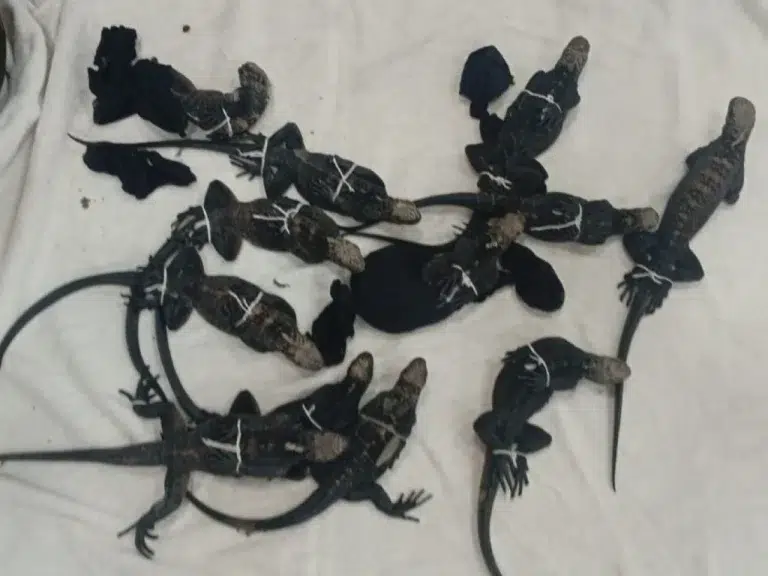 Tráfico de iguanas marinas: la policía detuvo a tres extranjeros en el aeropuerto de Guayaquil con 12 ejemplares