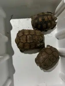 Une opération conjointe entre Buenos Aires et Santa Fe a exposé la vente illégale d'animaux sur les réseaux sociaux. Photo : Argentina.gob. 