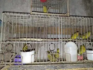 Une opération conjointe entre Buenos Aires et Santa Fe a exposé la vente illégale d'animaux sur les réseaux sociaux. Photo : Argentina.gob. 
