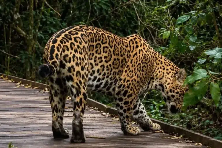 Histórico encuentro con “Ombú”: turistas filman por primera vez a un yaguareté en los Esteros del Iberá