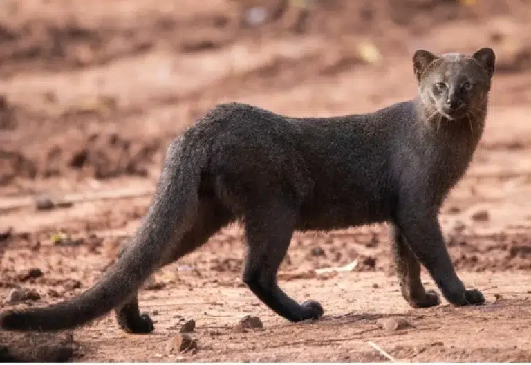 El yaguarundí reaparece en Brasil: cámaras registran un ejemplar de este felino vulnerable en la Amazonía