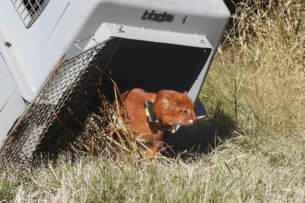 Liberan un yaguarundí y un carpincho en Córdoba y marcan un avance clave para la conservación de la fauna silvestre. Foto: Gobierno de Córdoba.